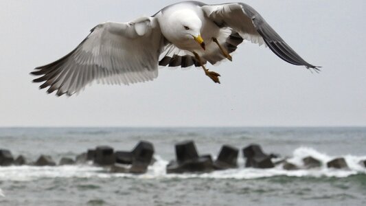 Wave sea gull seagull