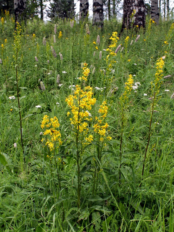 Solidago virgaurea Oulu, Finland 04.07.2013