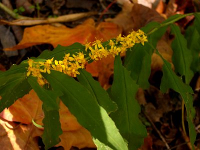 Solidago caesia, 2020-10-09, Seldom Seen, 02