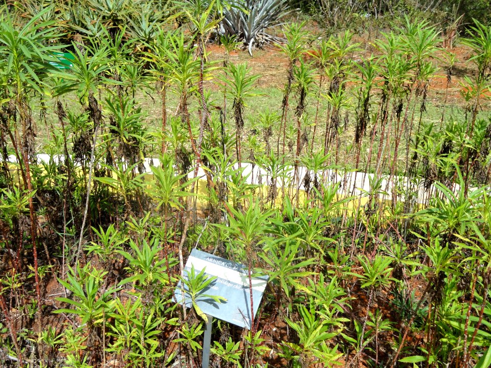 Solidago chilensis - Jardim Botânico de Brasília - DSC09669