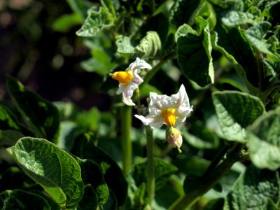 Solanum tuberosum Sigma (03)