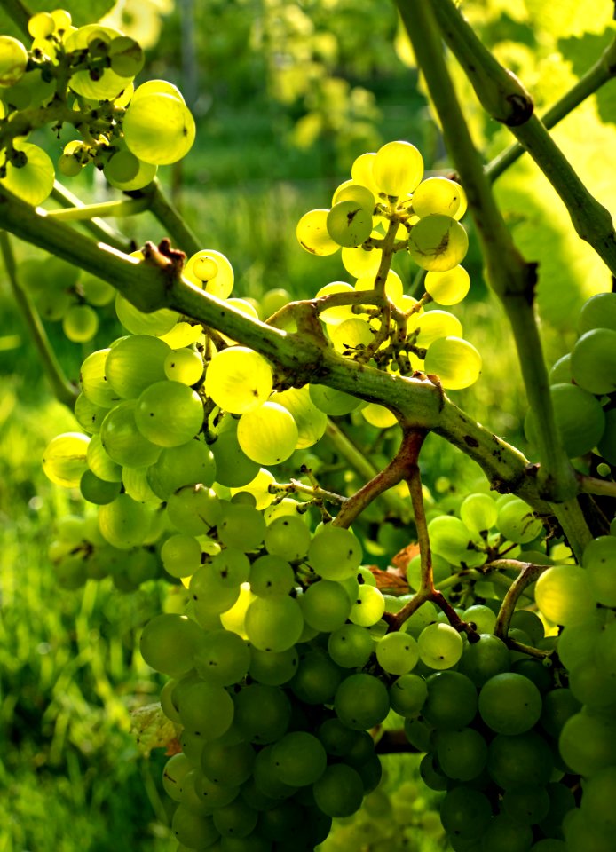 Solaris grapes growing in Chateaux Luna vineyard 9