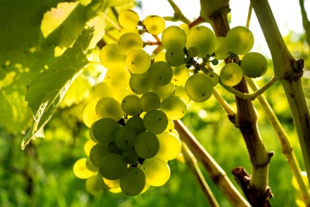 Solaris grapes in Chateaux Luna vineyard 10