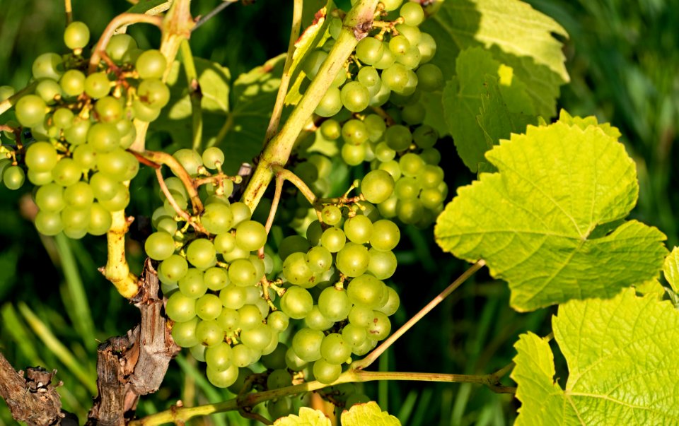 Solaris grapes growing in Chateaux Luna vineyard 4