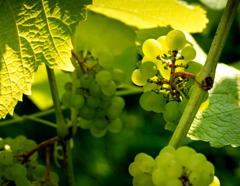 Solaris grapes growing in Chateaux Luna vineyard 7