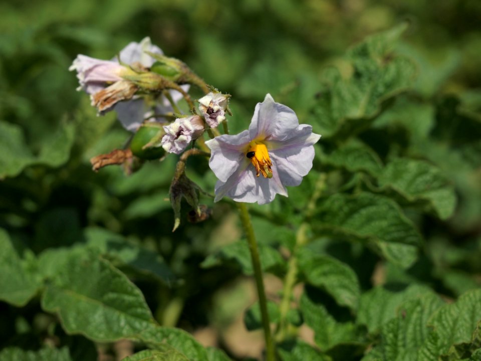 Solanum tuberosum Urberger (04)