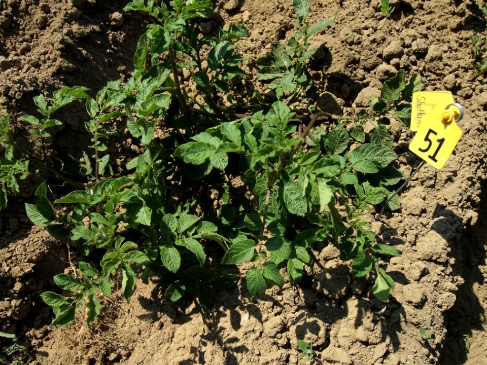 Solanum tuberosum Shetland Black