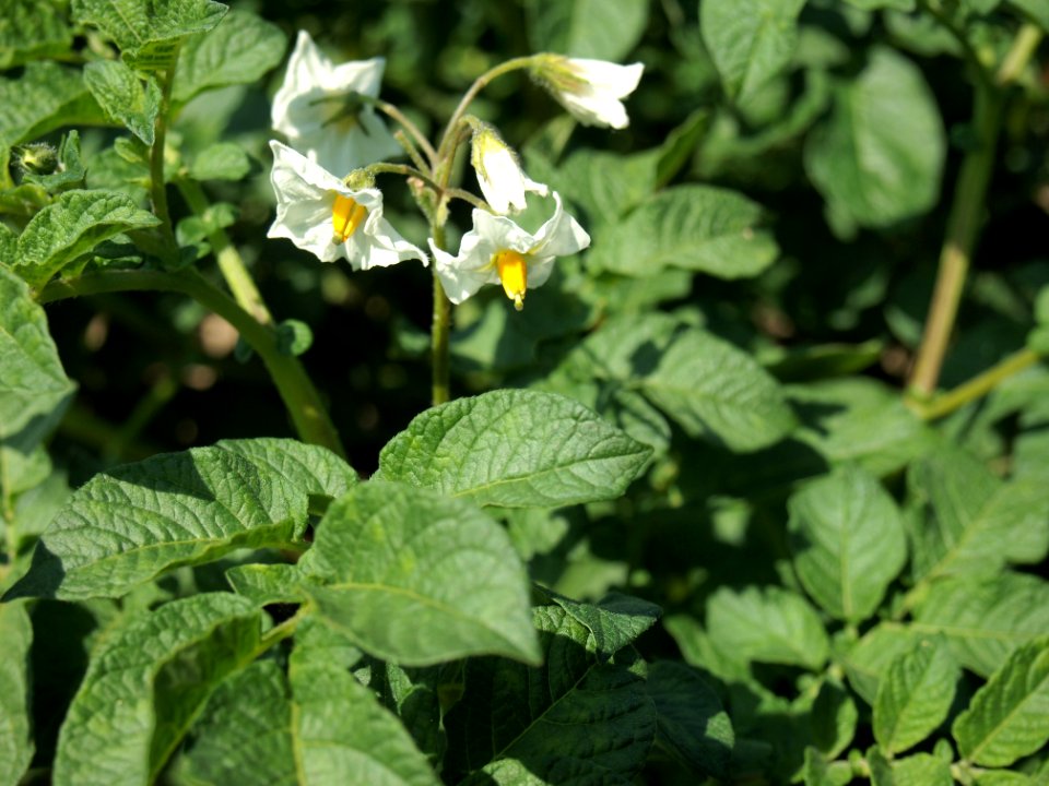 Solanum tuberosum Tennaer (02)