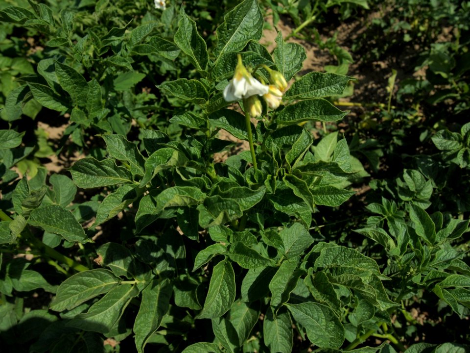 Solanum tuberosum Tannenberg (02)