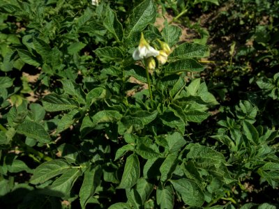 Solanum tuberosum Tannenberg (02)