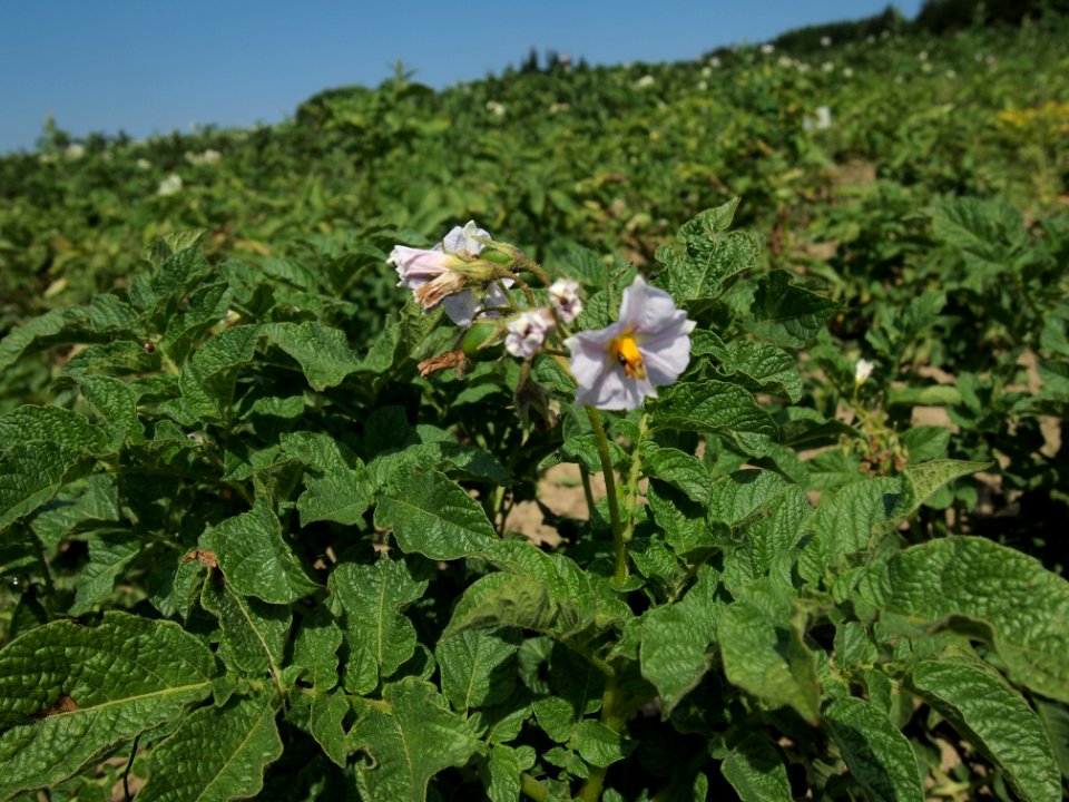Solanum tuberosum Urberger (02)
