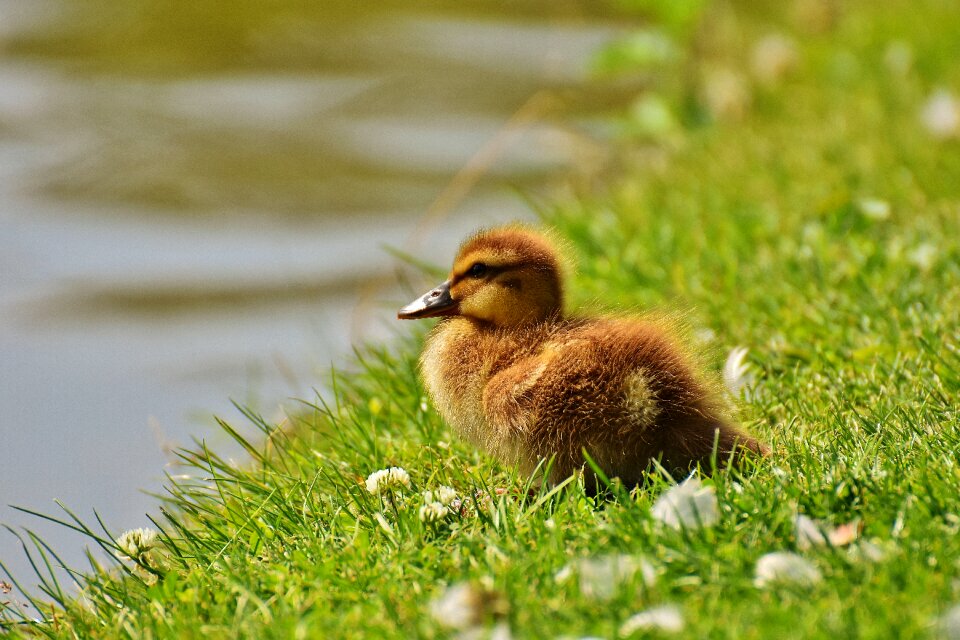 Cute bird water bird