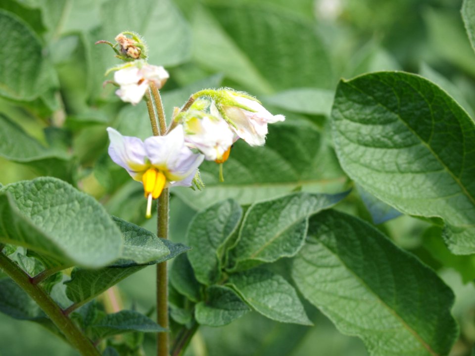 Solanum tuberosum Sarpo Mira (03)