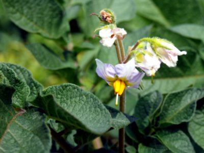Solanum tuberosum Sarpo Mira (02)