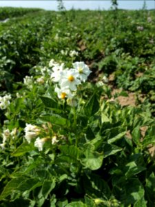 Solanum tuberosum Roslau (02)