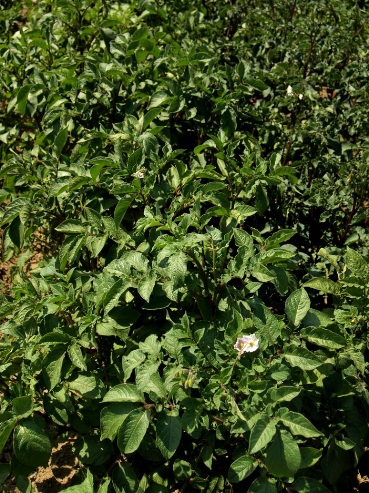 Solanum tuberosum Roseval