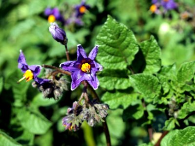Solanum tuberosum Weißauge (04)