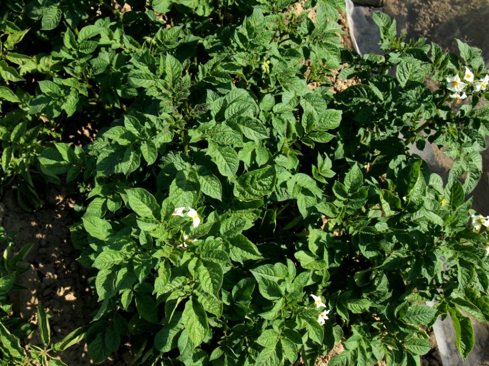 Solanum tuberosum UACH 0065 (02)