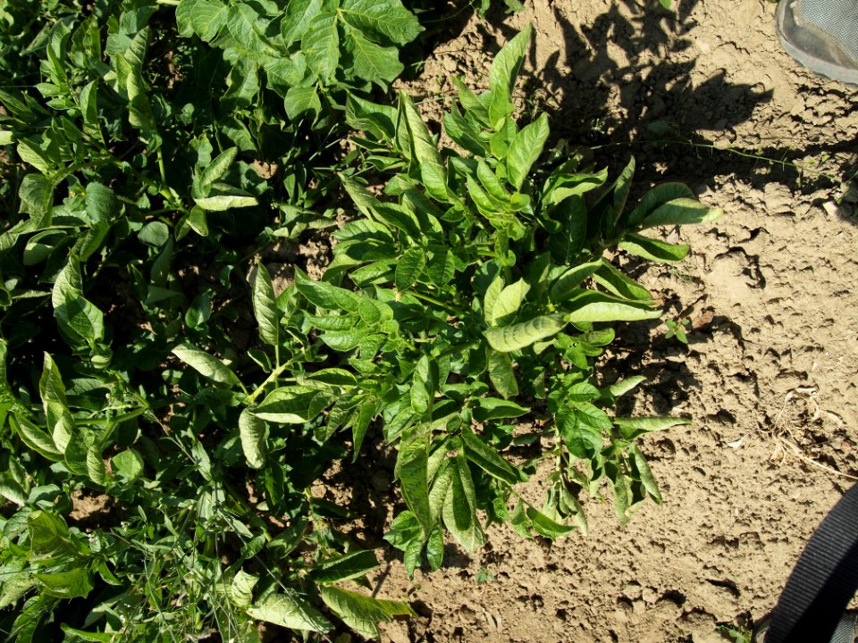 Solanum tuberosum Viola (02)