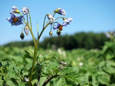Solanum tuberosum Violine de Borée (03)