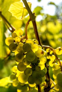 Solaris grapes in Chateaux Luna vineyard 20 photo