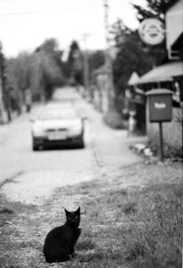 Cat black animal photo