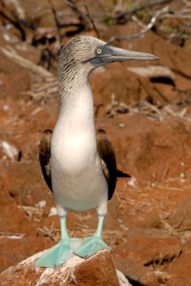 Bird ecuador nature photo