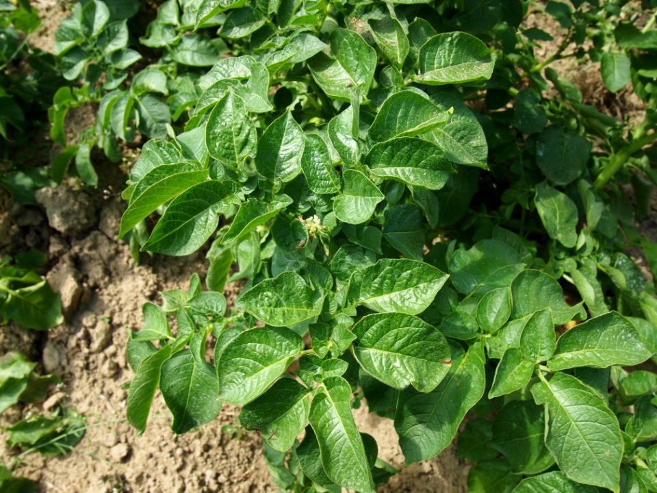 Solanum tuberosum Sharpes Express (02)