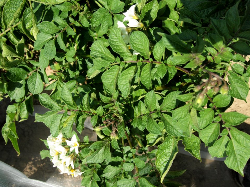 Solanum tuberosum Rosenerdling (03)
