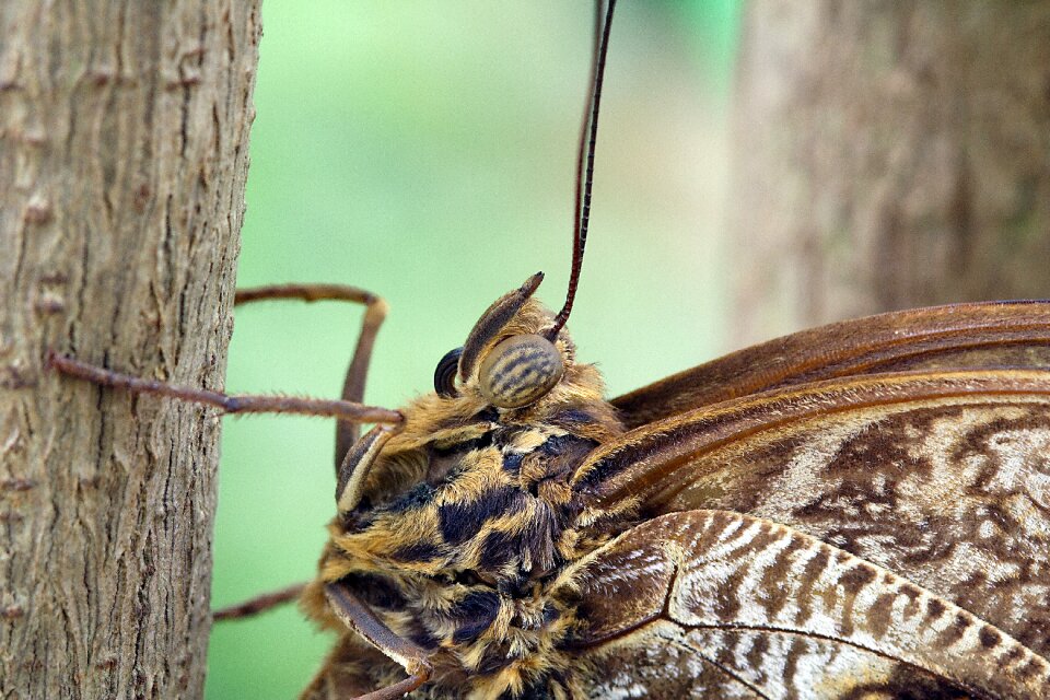 Wing insect pattern