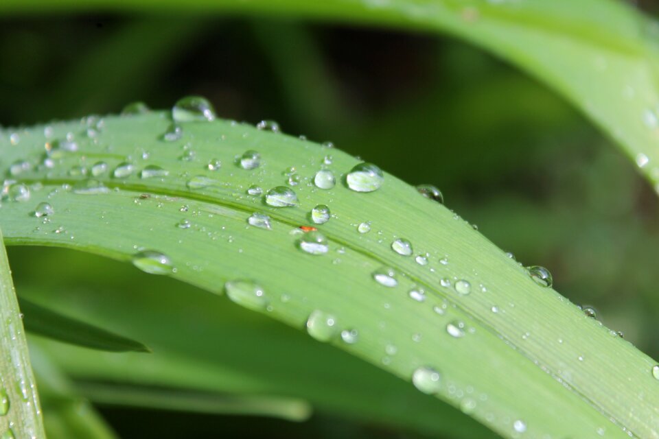 Close up drip nature