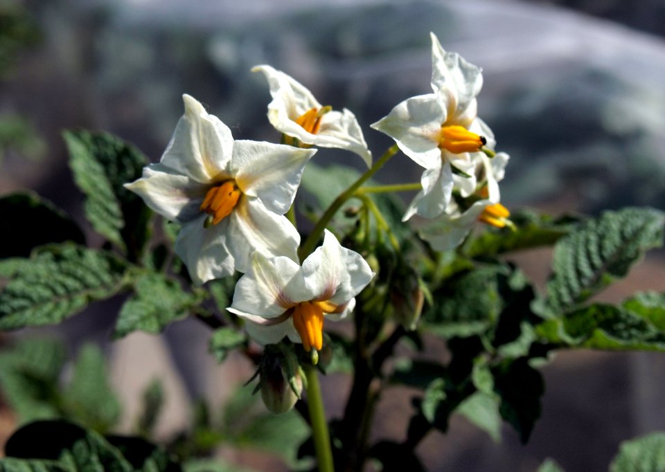 Solanum tuberosum UACH 0065 (03)