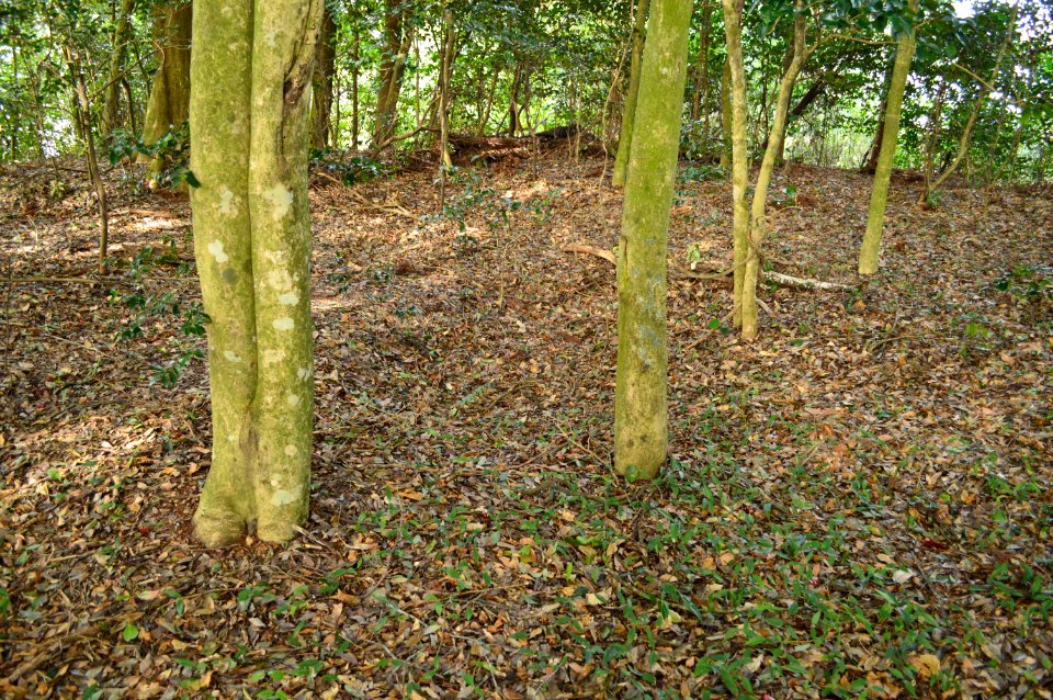 Shingu Kofun (Sasayama), funcho