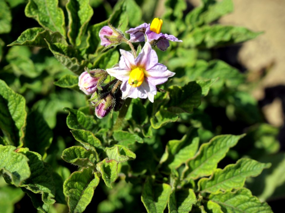 Solanum tuberosum Svenungas Blaue (02)