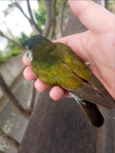 Shining cuckoo in the hand