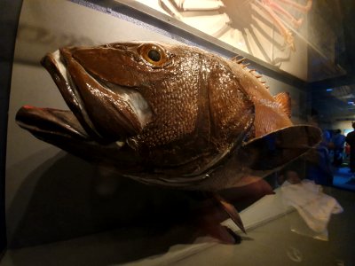 Shinagawa Aquarium 34