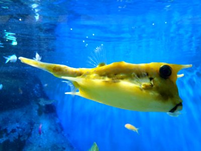Shinagawa Aquarium 43