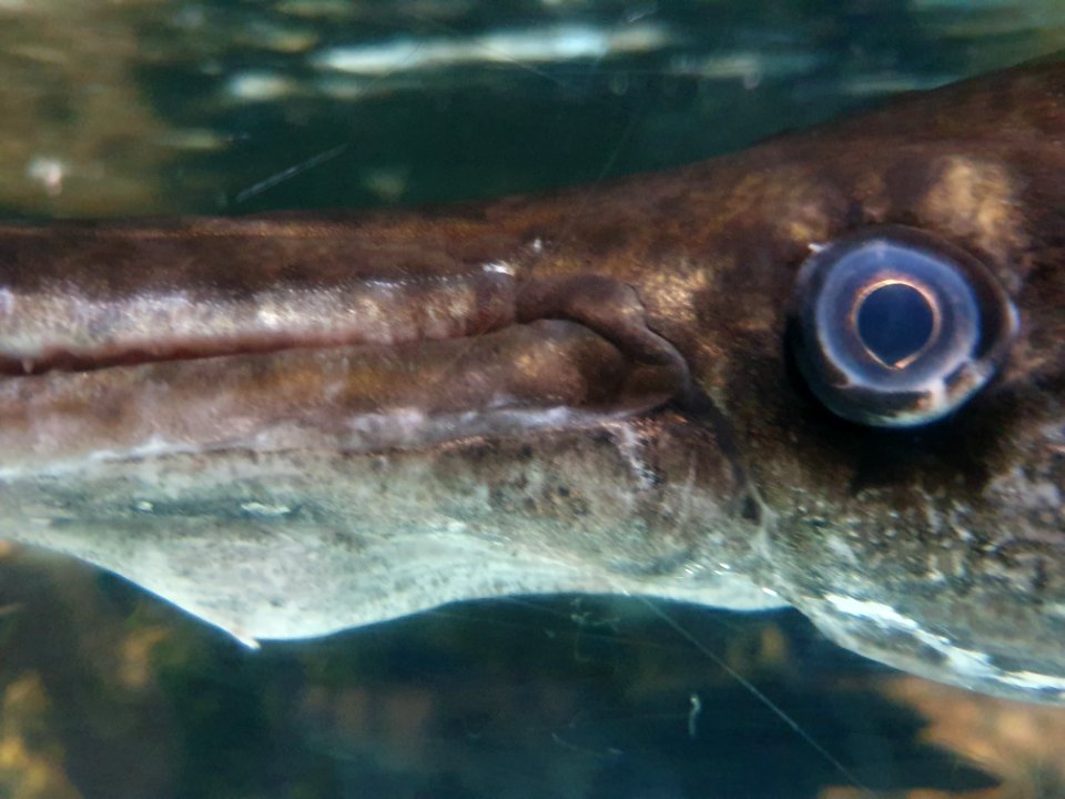 Shinagawa Aquarium 59