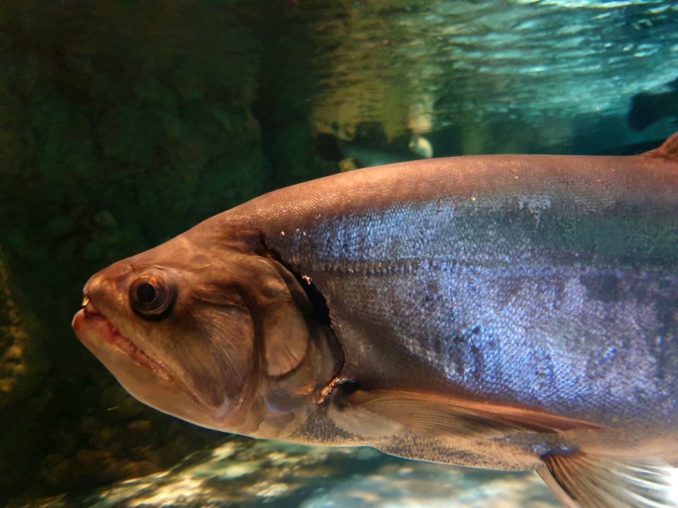 Shinagawa Aquarium 56