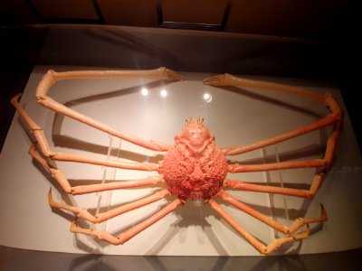 Shinagawa Aquarium 37
