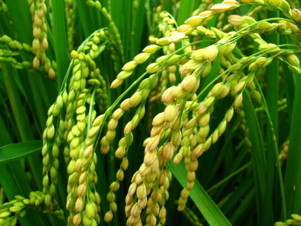 Rice rice and corn squad collection