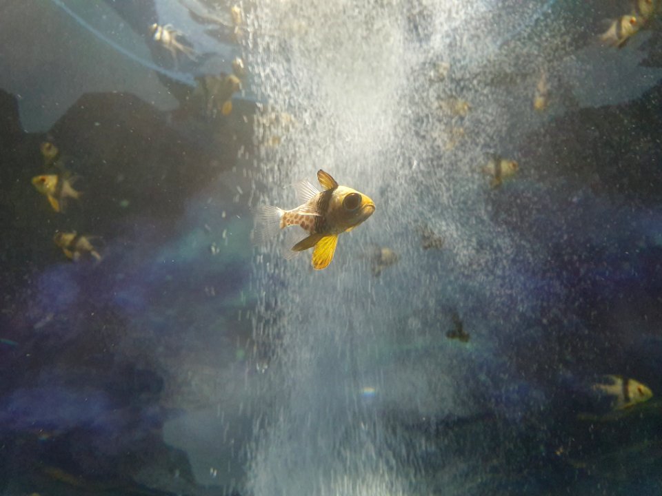 Shinagawa Aquarium 41