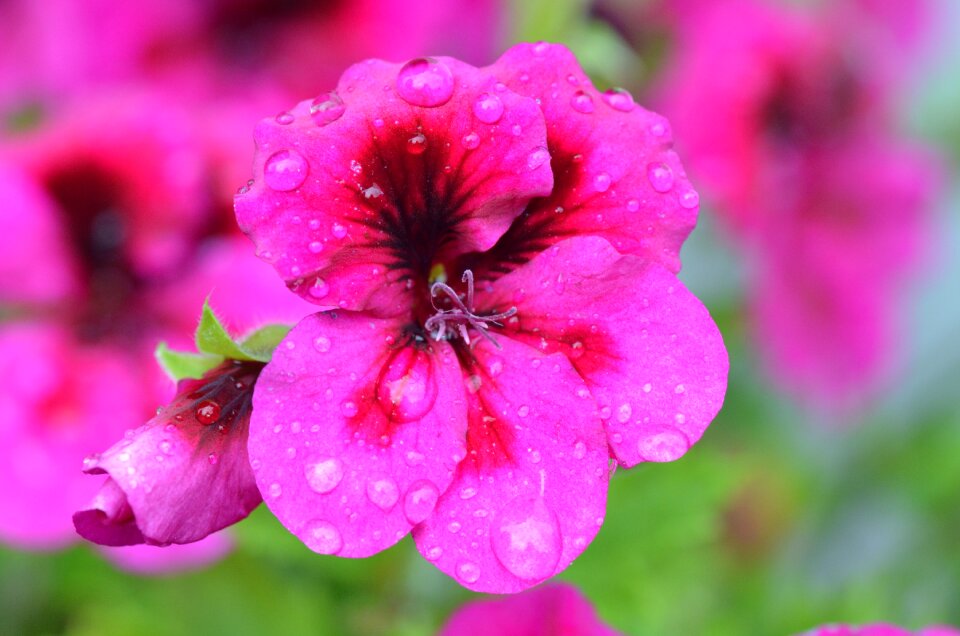Pink macro drop of water
