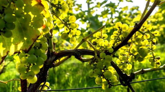 Solaris grapes in Chateaux Luna vineyard 12