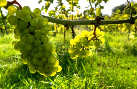 Solaris grapes in Chateaux Luna vineyard 1 photo