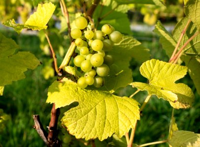 Solaris grapes growing in Chateaux Luna vineyard 3