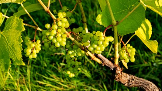 Solaris grapes growing in Chateaux Luna vineyard 17