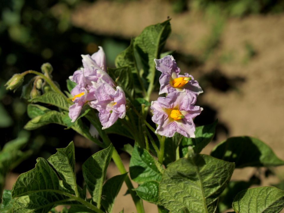 Solanum tuberosum Up to date (02)