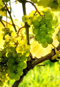 Solaris grapes in Chateaux Luna vineyard 6