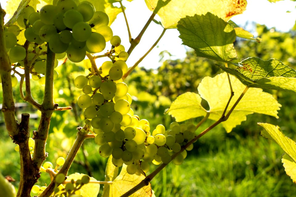 Solaris grapes in Chateaux Luna vineyard 2